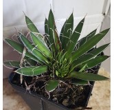 Agave filifera subsp. schidigera â€˜White stripeâ€™ cristÃ©e