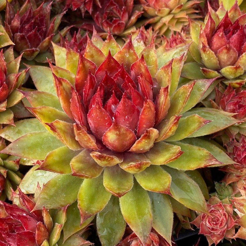 Sempervivum Chick CharmsÂ® Pineapple Paradise / Joubarbe Pineapple Paradise