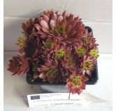 Sempervivum COLOROCKZÂ®  Coral RedÂ® 'Belsemred1' / Joubarbe rouge