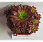 Sempervivum COLOROCKZÂ®  Coral RedÂ® 'Belsemred1' / Joubarbe rouge