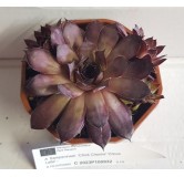 Sempervivum CHICK CHARMS Â® CHOCO LATTE â„¢ / Joubarbe chocolat