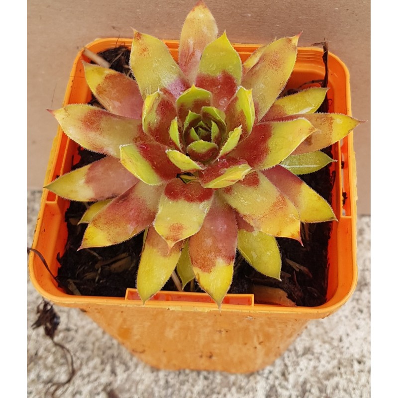 Sempervivum CHICK CHARMSÂ® 'Gold Rush' / Joubarbe jaune orangÃ©