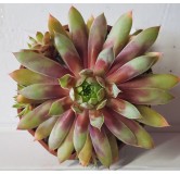 Sempervivum CHICK CHARMSÂ® 'Gold Rush' / Joubarbe jaune orangÃ©