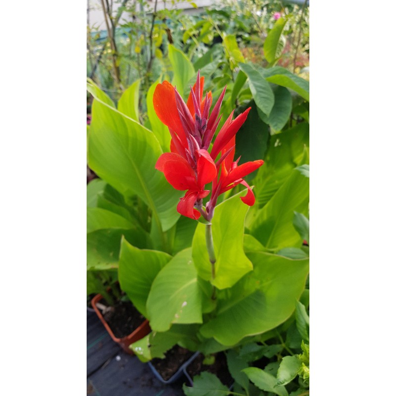 Canna indica Rouge