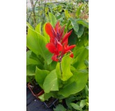 Canna indica Rouge