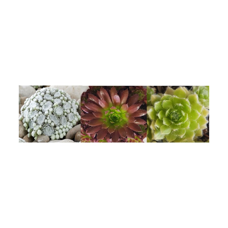 Kit collection Sempervivum COLOROCKZÂ® (Par 3)