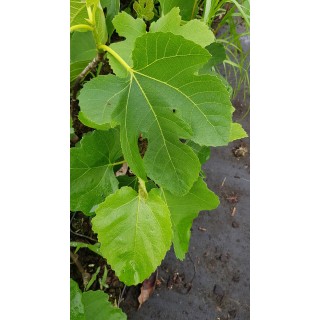 Ficus carica 'Atlas Gold' / Figuier 'Atlas Gold'