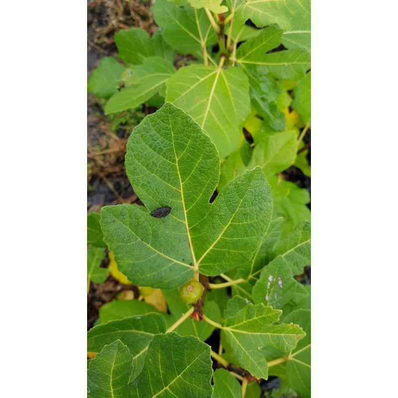 Ficus carica 'Rosce signora' / Figuier 'Rosce signora'