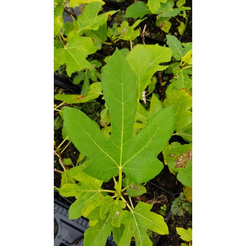 Ficus carica 'Dame Blanche' / Figuier 'Dame Blanche'