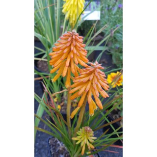 Kniphofia 'Poco Orange'Â® / Tritoma compact orange