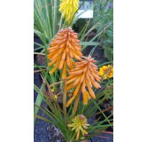 Kniphofia 'Poco Orange'Â® / Tritoma compact orange