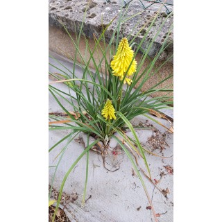 Kniphofia 'Poco Yellow'Â® / Tritoma compact jaune