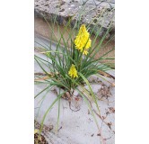 Kniphofia 'Poco Yellow'Â® / Tritoma compact jaune