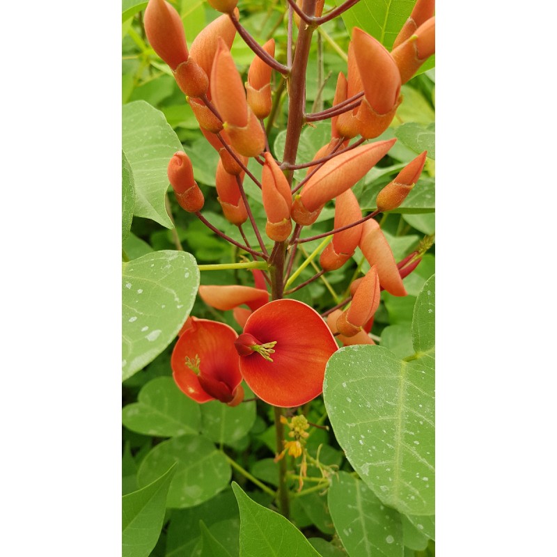 Erythrina compacta 'Fire breizh'