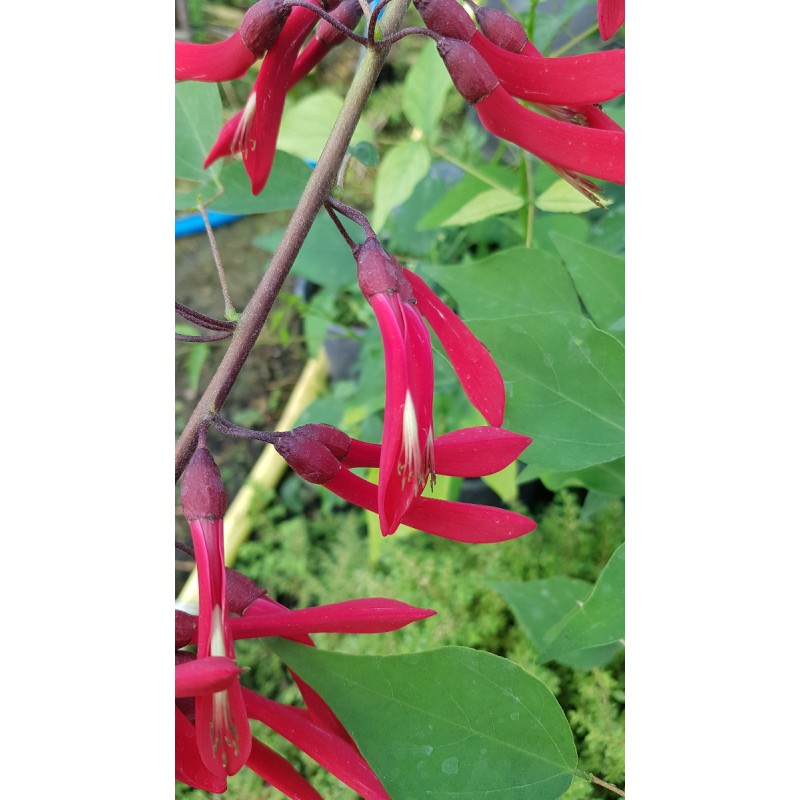 Erythrina x 'Kylian Julien'