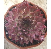 Sempervivum CHICK CHARMSÂ® 'Butterscotch baby' / Joubarbe