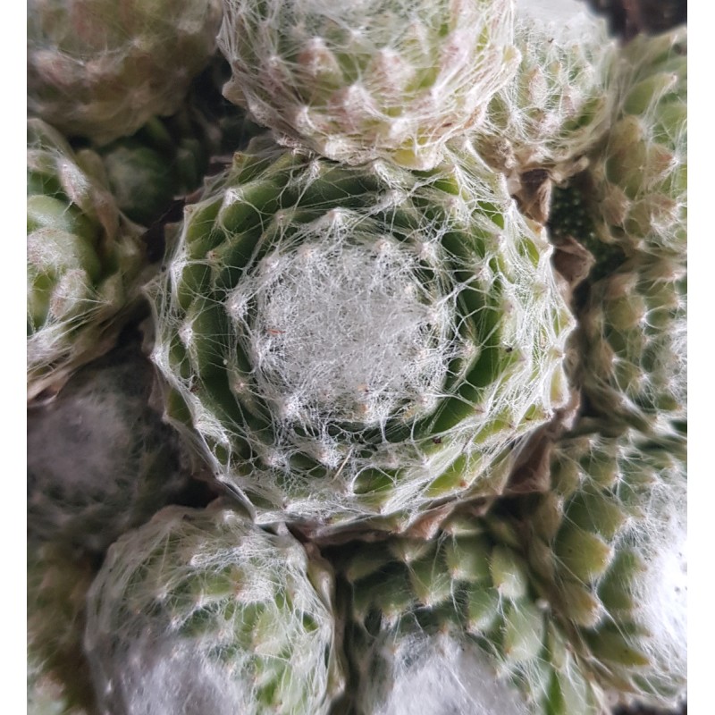 Sempervivum COLOROCKZÂ®  ARCTIC WHITEÂ® 'belsemcob02'