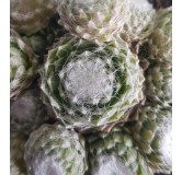 Sempervivum COLOROCKZÂ®  ARCTIC WHITEÂ® 'belsemcob02'