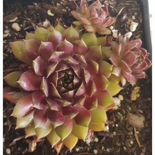 Sempervivum  'Dr Fritz Kolhein'