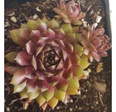 Sempervivum  'Dr Fritz Kolhein'