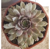 Sempervivum CHICK CHARMSÂ® Grape Galaxyâ„¢