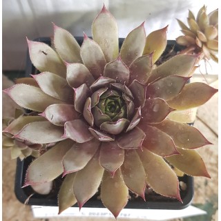 Sempervivum CHICK CHARMSÂ® Grape Galaxyâ„¢