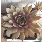 Sempervivum CHICK CHARMSÂ® Grape Galaxyâ„¢