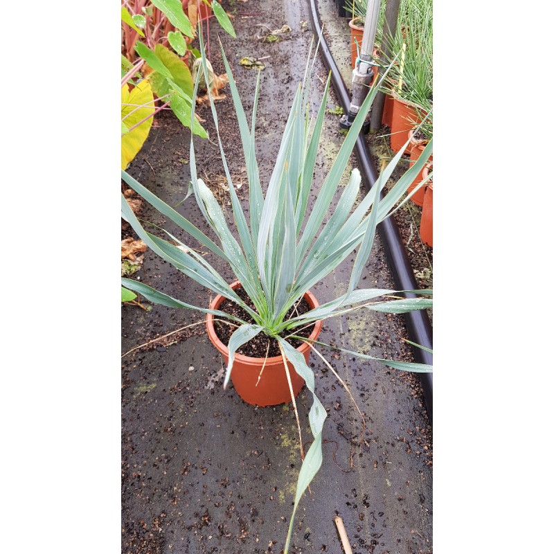 Yucca x 'French Flag' cov