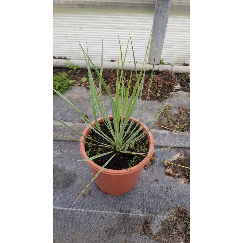 Yucca rostrata 'Sapphire Skies' Â®