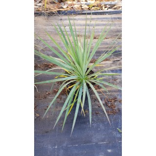 Yucca x 'Katana'Â®