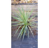 Yucca x 'Katana'Â®