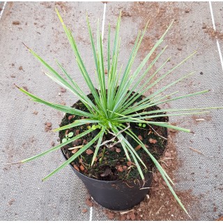 Yucca linearifolia 'GreenFin'