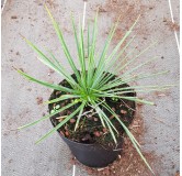 Yucca linearifolia 'GreenFin'