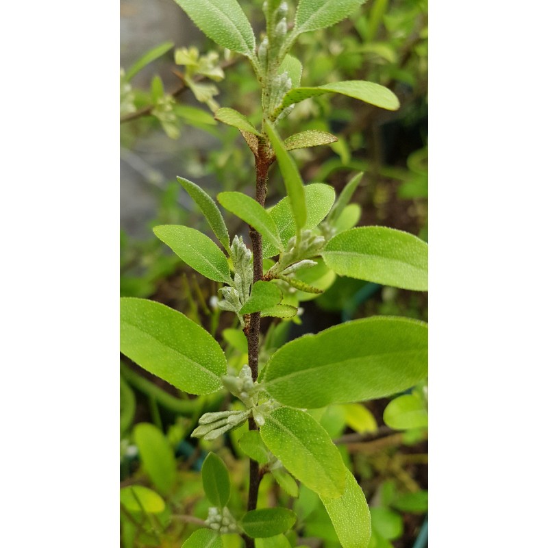 Elaeagnus umbellata PointillaÂ® 'Amoroso' / Chalef d'automne Ã  baies rouges