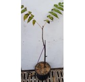 Juglans microcarpa / Noyer du Texas