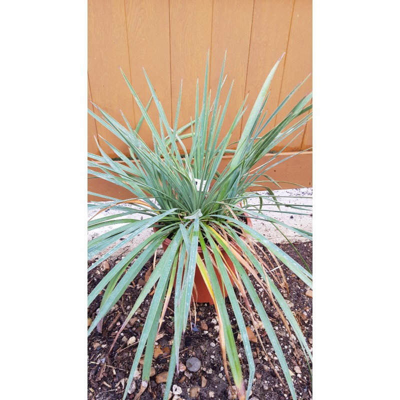 Yucca x 'Katana'Â® ( 3 TÃªtes)