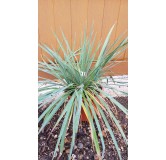 Yucca x 'Katana'Â® ( 3 TÃªtes)