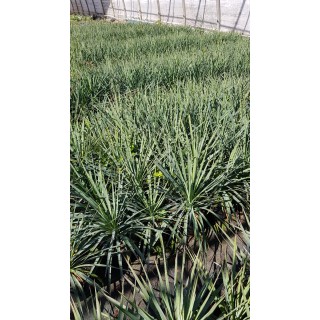 Yucca linearifolia x recurvifolia