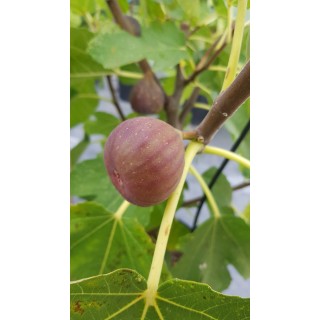 Ficus carica 'Pastiliere' / Figuier Rouge de Bordeaux