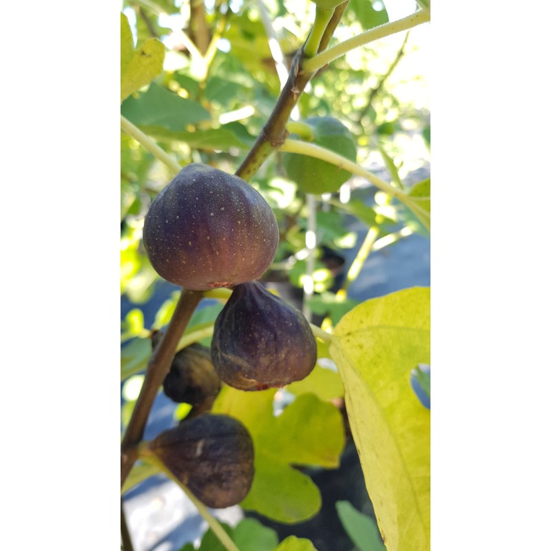 Ficus carica 'Brown Turkey' / Figuier 'Brown Turkey'