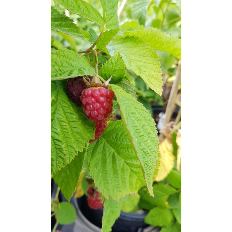 Rubus idaeus 'Zeva' / Framboisier 'Zeva' (Remontant)