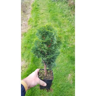 Chamaecyparis obtusa 'Nana Gracilis' / Faux cyprÃ¨s d'Hinoki