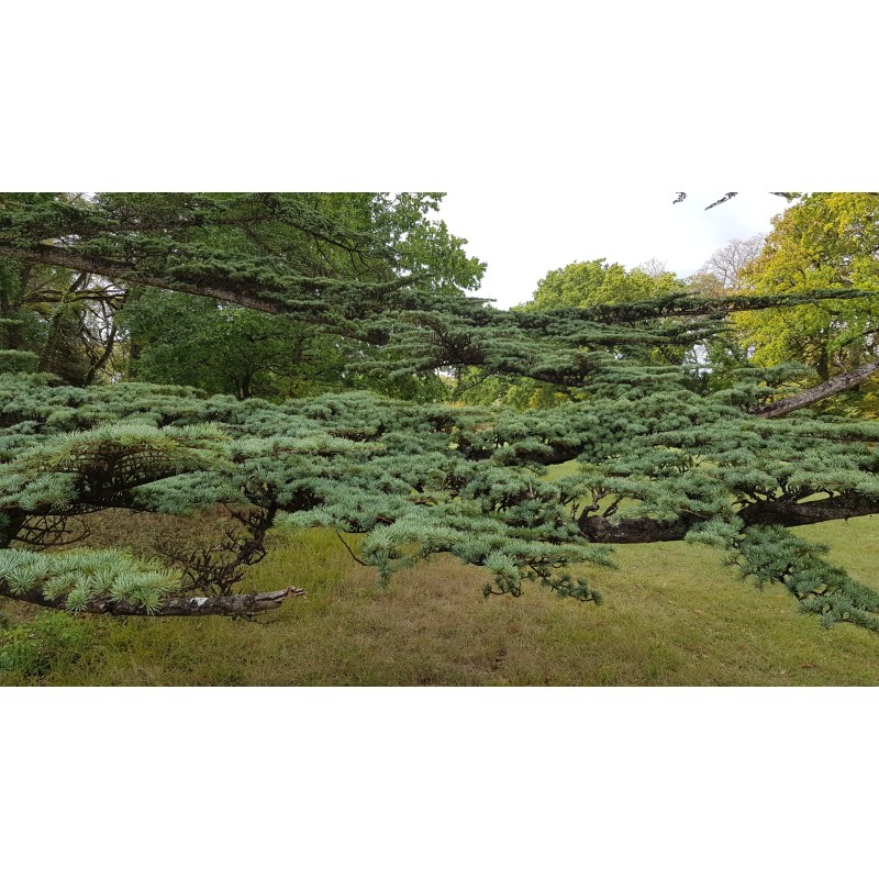 Cedrus libani / CÃ¨dre du Liban