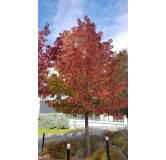 Liquidambar styraciflua / Copalme d'AmÃ©rique