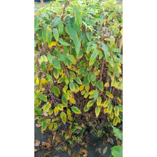 Actinidia arguta 'Fresh Jumbo' / KiwaÃ¯ 'Fresh Jumbo' (Femelle)