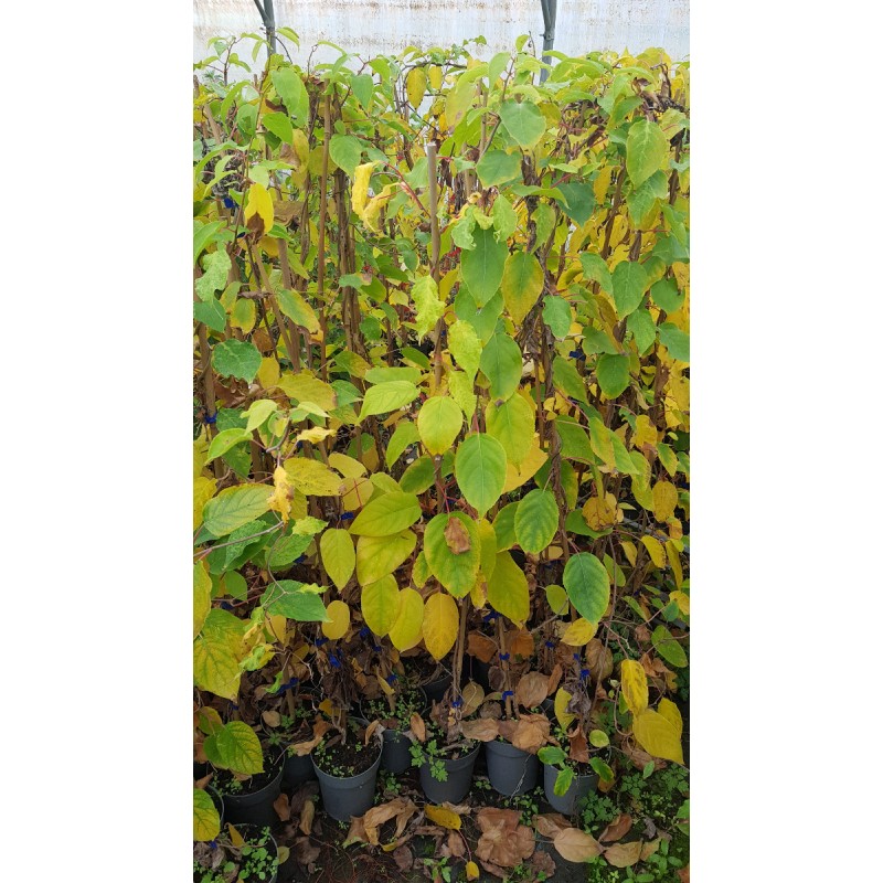 Actinidia arguta 'Rote Potsdamer' / KiwaÃ¯ 'Rote Potsdamer' (Femelle)