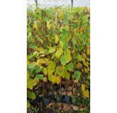 Actinidia arguta 'Rote Potsdamer' / KiwaÃ¯ 'Rote Potsdamer' (Femelle)