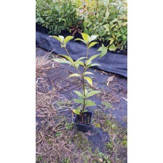 Quercus glauca / ChÃªne bleu du Japon