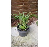 Aloe x spinosissima