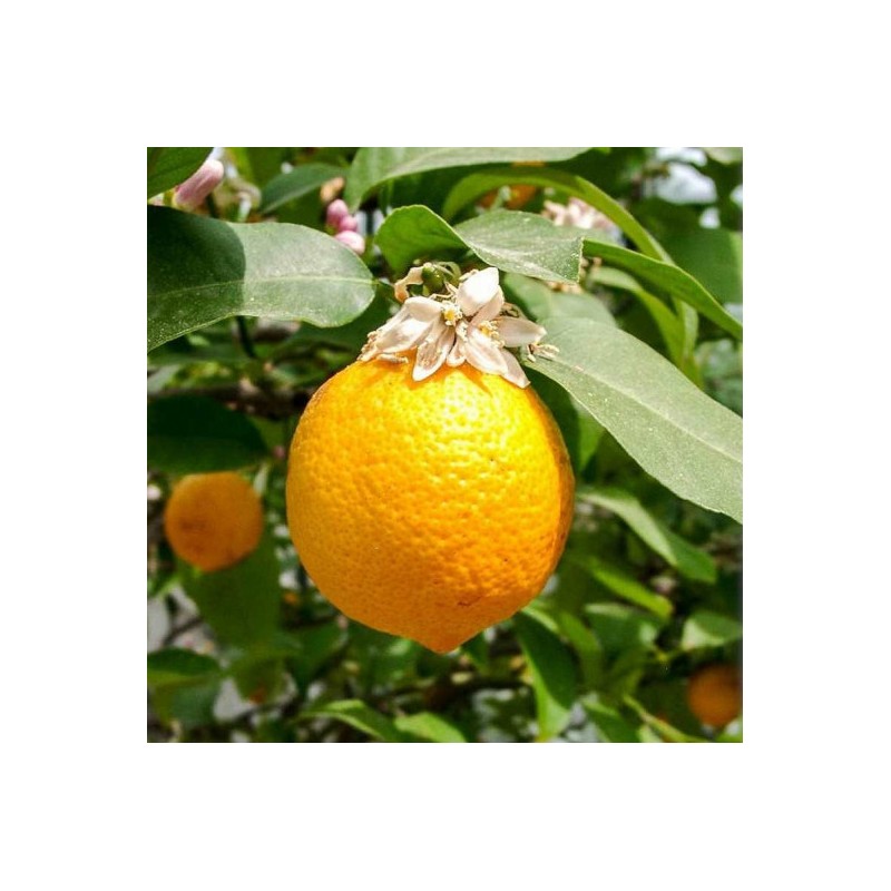 Citrus volkameriana (De Semis) / Citron Volkamer